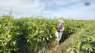 Hiệu quả kinh tế từ mô hình trồng cây đậu bắp ở xã Quảng Điền