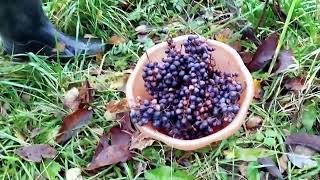 видео: ХИТРО ПО 🤔ПЫЕ ПРИВЫКЛИ ВСЕ ПОД ДУ🤔РАЧКА картинка: ХИТРО ПО 🤔ПЫЕ ПРИВЫКЛИ ВСЕ ПОД ДУ🤔РАЧКА