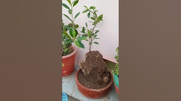 bonsai tree on Rock 🪨🪨 🌲🌲#shorts #shortsvideo #viral #bonsai #bonsaiart #rock #tranding