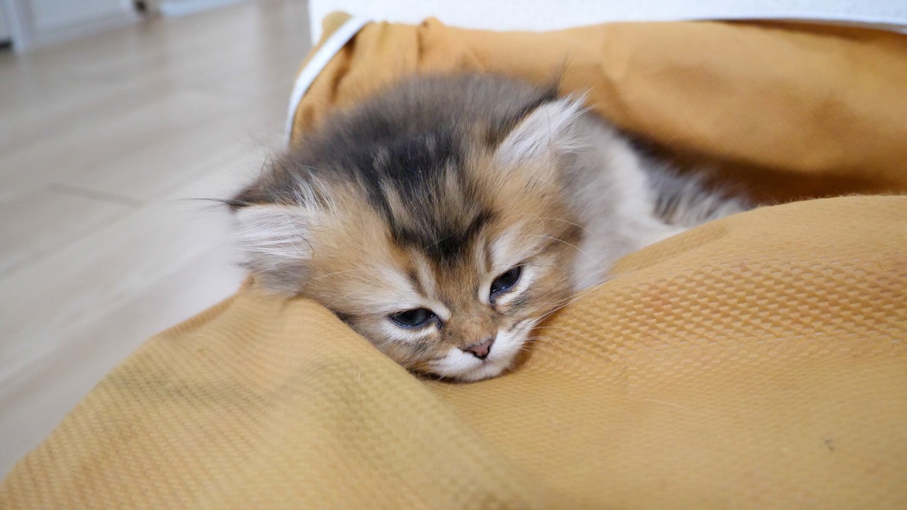 Вот котенок, который засыпает где угодно в мгновение ока...