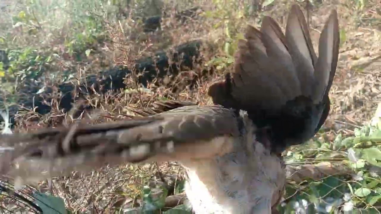 បក្សីលលកធ្នាក់មាឡេសីចេញ់កុំសាន្តតំបន់ភ្នុំពីខែធ្លាក់ខ្យល់ពឹបាកណាស់