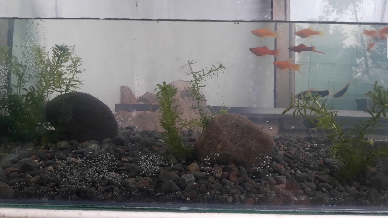 Low budget aquarium set up YouTube