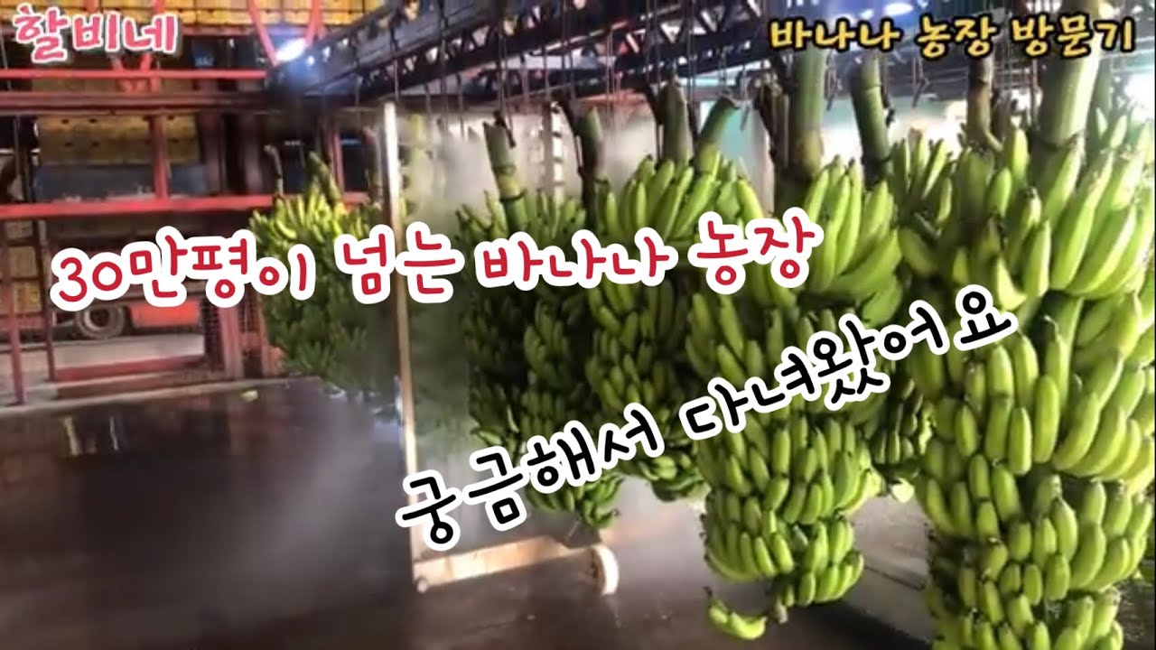 banana farm tour. Bananafarm innisfail YouTube