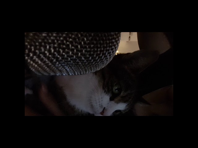 ASMR ! Purrrfekte Entspannung mit Kitty Cat ... kurzes spontanes Video
