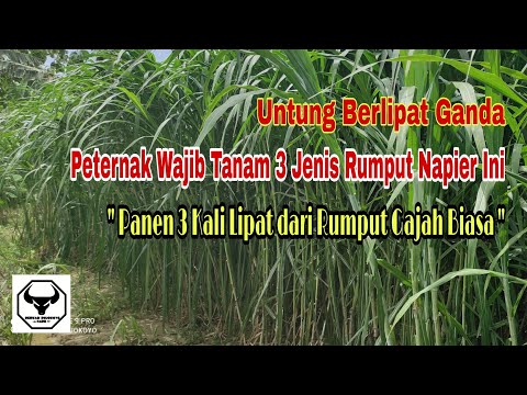 Video: Jenis rumput, klasifikasi rumput dan ciri setiap jenis. Jenis-jenis rumput