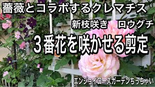 薔薇とコラボするクレマチス 秋咲く3番花の剪定 - YouTube