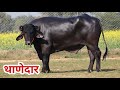 HSB का चमकता हुआ हीरा - थाणेदार || Top Bloodline Bull Available For Semen in Hisar (Haryana)