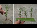 Cách nhân giống cây hương thảo tăng tỉ lệ sống | How to propagate rosemary to increase survival rate