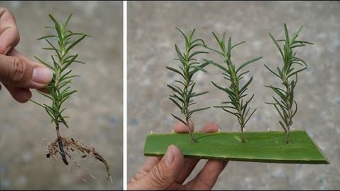 Cách nhân giống cây hương thảo tăng tỉ lệ sống | How to propagate rosemary to increase survival rate