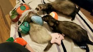 New Toys (Ferret Clips 402)