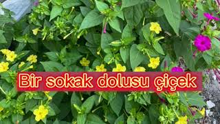 Bir Sokak Dolusu Akşam Sefası Çiçeği