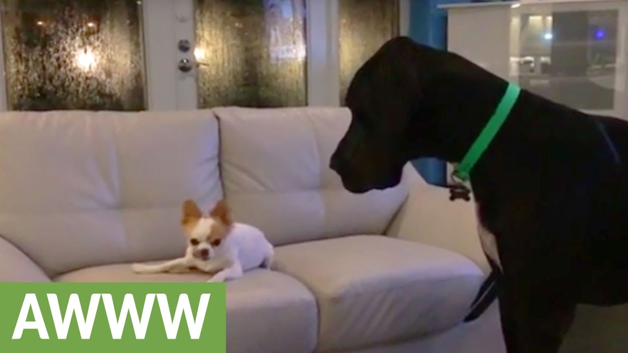 Chihuahua Refuses To Share Treat With Great Dane Youtube