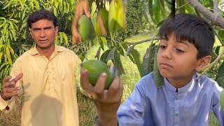 Mango bilkul free save karen bina fridge aur cold storage aur jab chahen istemaal karen