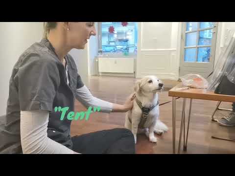 Video: Skal en servicehund trænes?