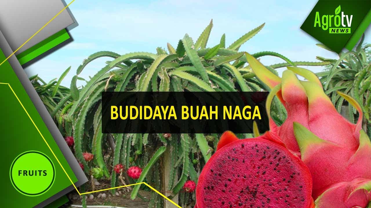 BUDIDAYA BUAH NAGA 