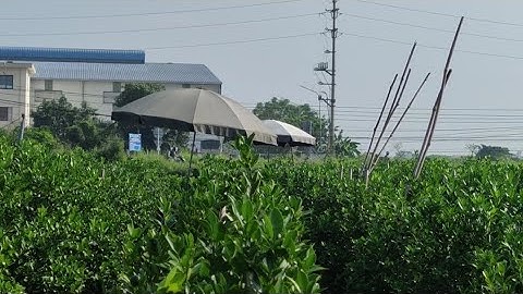 Làng nghề truyền thống chuyên quất cảnh hưng yên @nongnghiep_hn 