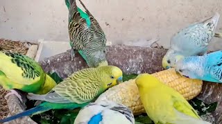 Corn Eating Budgies | Love Birds | Australian Parrots | Budgies Colony🐦🦜😘💕