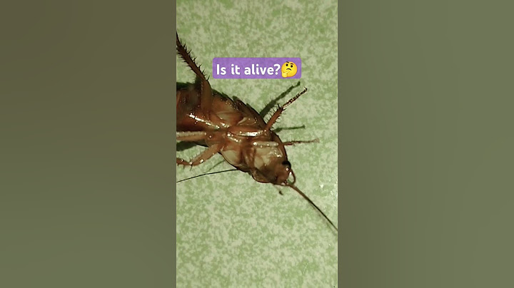 Cockroach turned down!😲।#funny #viral #amazing #trending #shorts