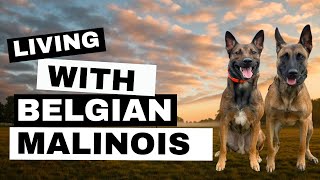 Day in the Life of a Belgian Malinois