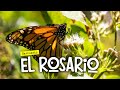 Así es el SANTUARIO de la Mariposa Monarca &quot;EL ROSARIO&quot; 🦋