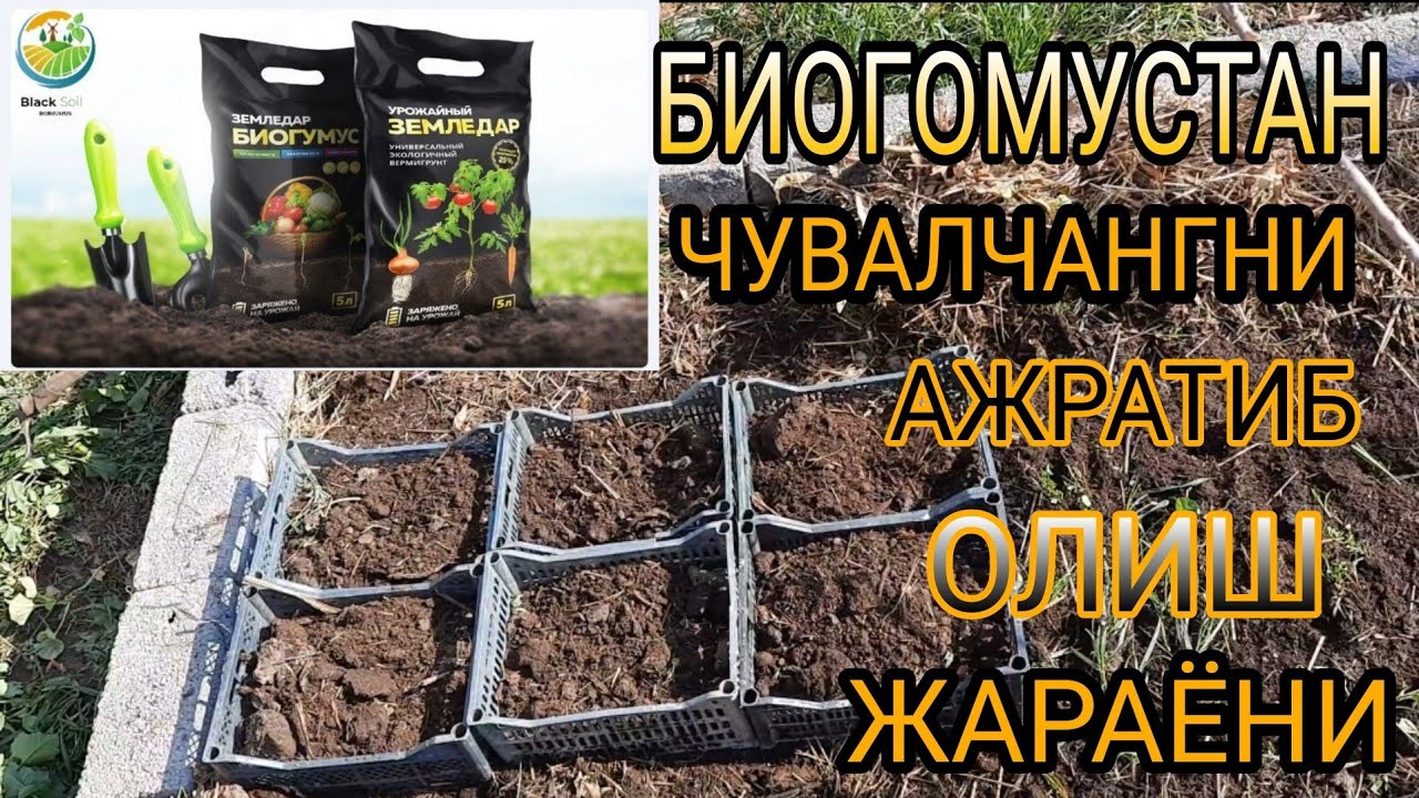 Биогомустан Чувалчангни Ажратиб Олиш