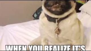 Köpeğin Masum Gülüşü