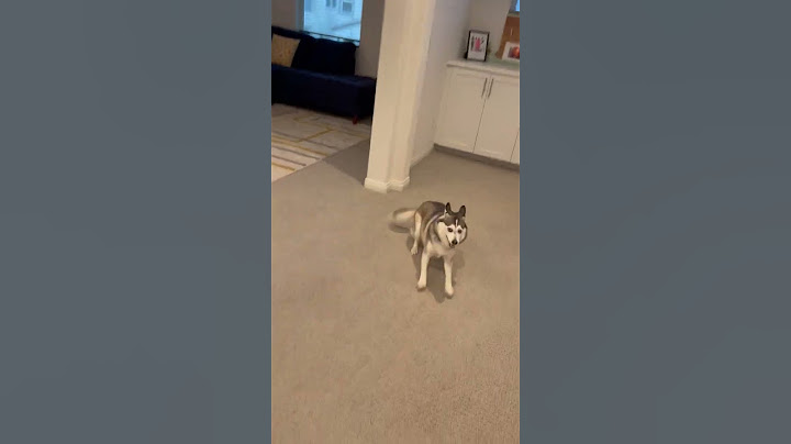 Sapphie the pomsky gets the zoomies