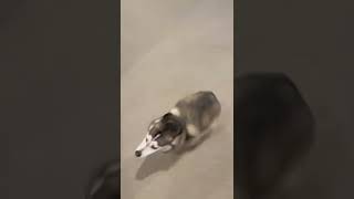 Sapphie the pomsky gets the zoomies