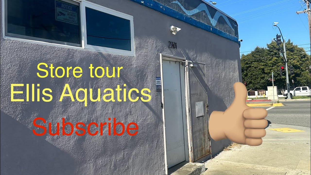 Trip to Compton Ca Ellis Aquatics YouTube