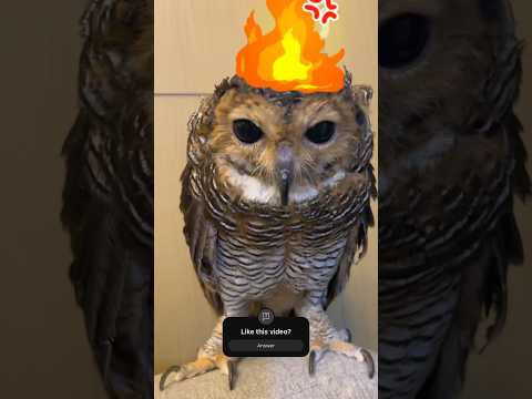 Bibib Owl vs Fake Spiderman! #animals #burunghantu #funnyvideo #owl #funny #pets #funnyanimal #cute