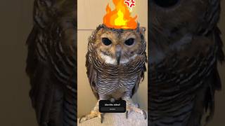 Bibib Owl vs Fake Spiderman! #animals #burunghantu #funnyvideo #owl #funny #pets #funnyanimal #cute