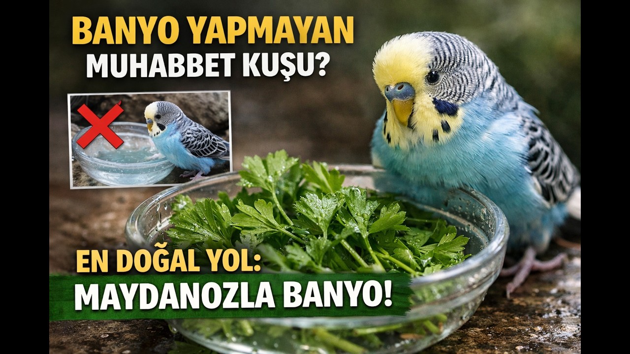 Banyo Yapmayan Muhabbet Kuşu Nasıl Alıştırılır? Banyoya Alıştırmanın En Doğal Yolu