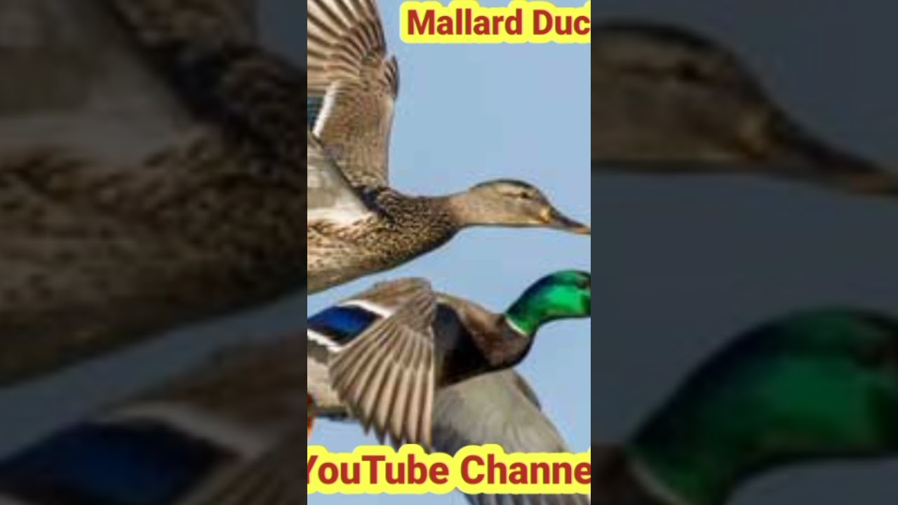 Mallard Duck Calling Sounds Best Voice Hunting 2022 @Best Hunters 