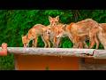 Walking Among 50 Free-Roaming Foxes in Hokkaido, Japan | Kitakitsune Farm