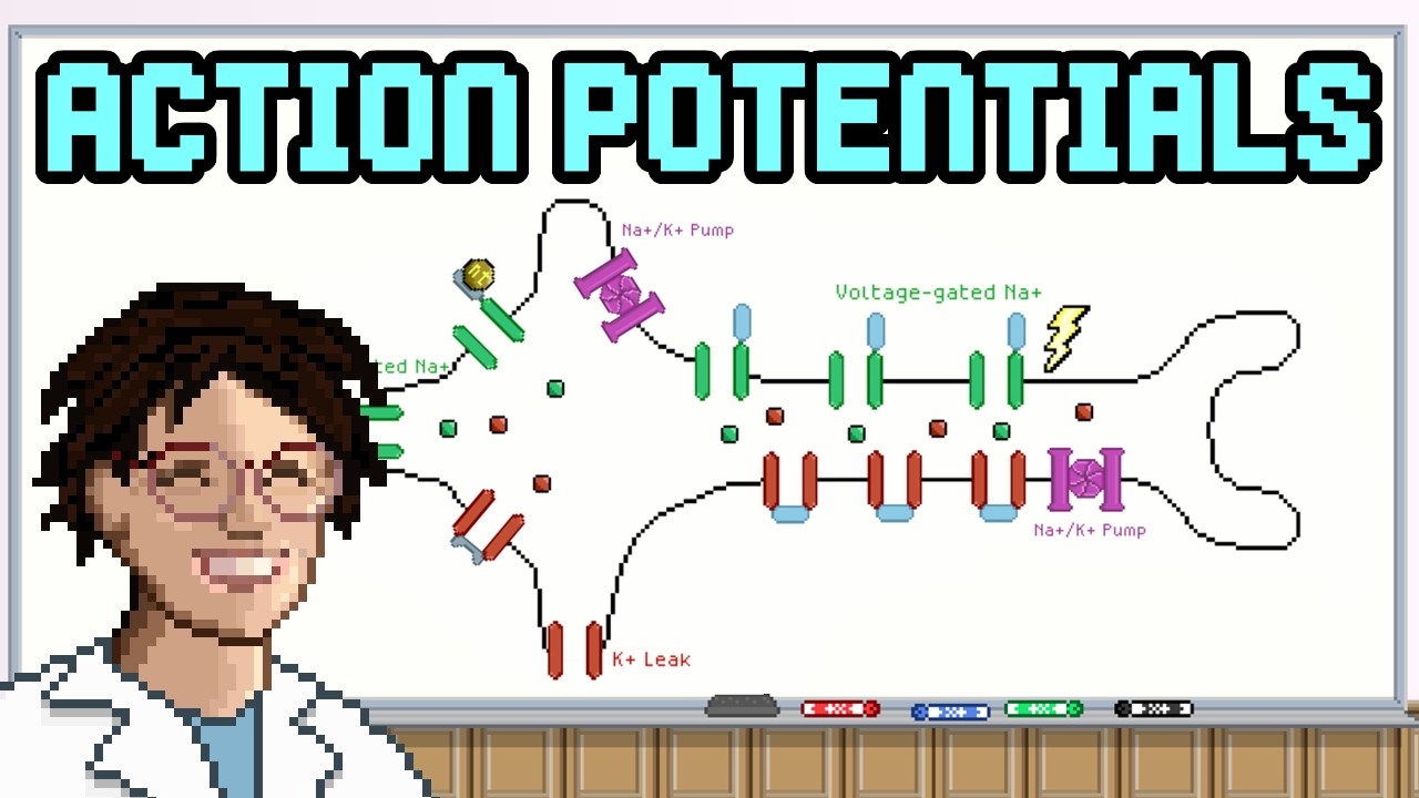 Neuron Action Potential - YouTube