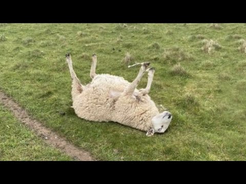 Video: ¿Por qué los colonos tienen cabras?