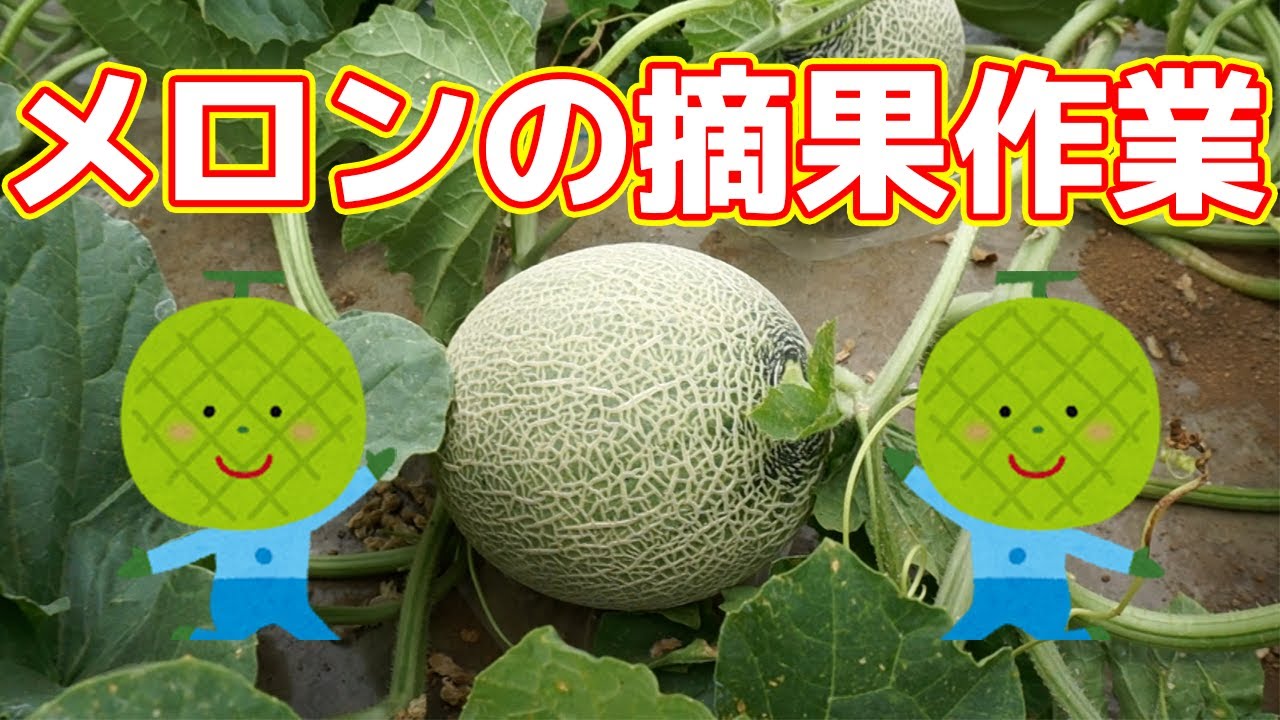 優れた品質 摘果メロン先行予約 説明欄をご覧ください 野菜