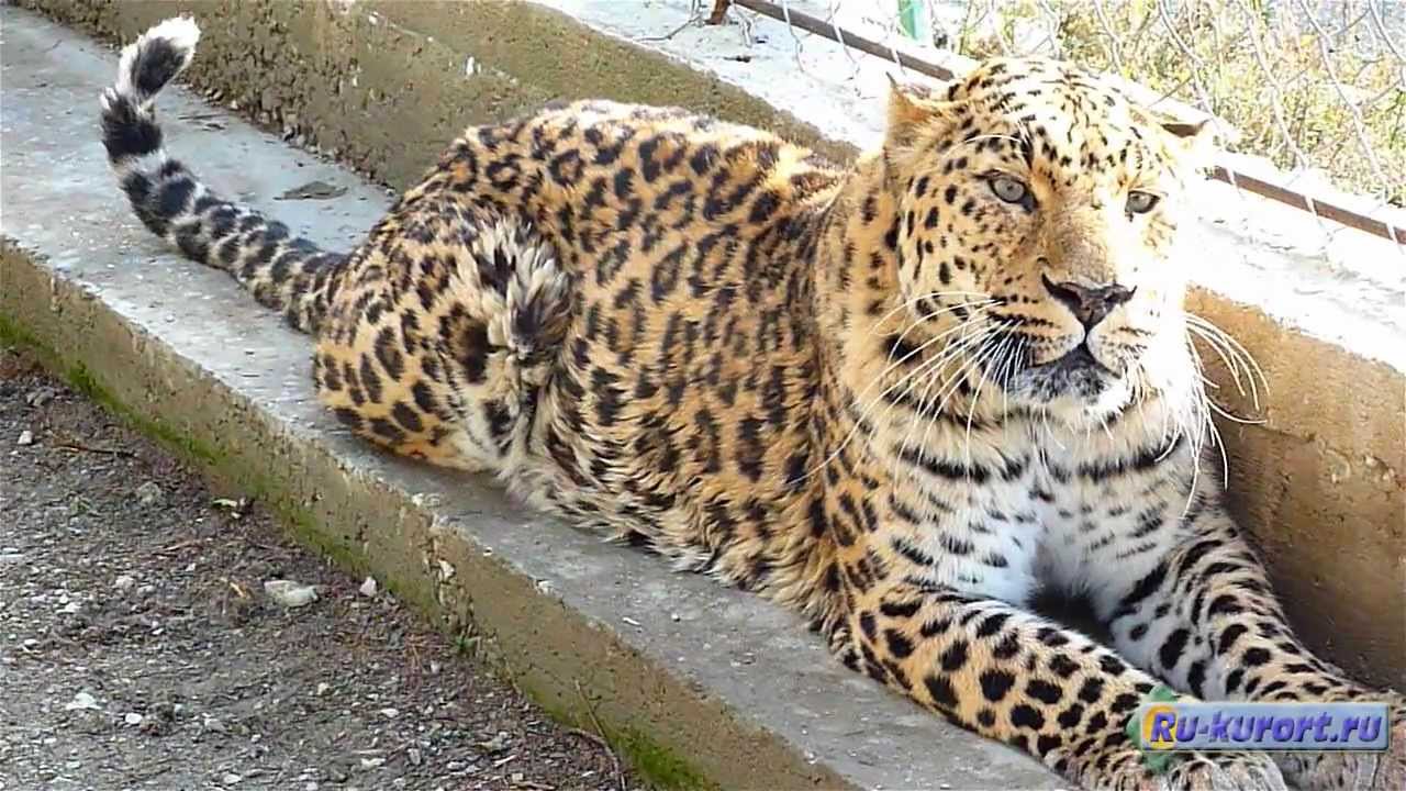 Геленджик достопримечательности - Сафари парк