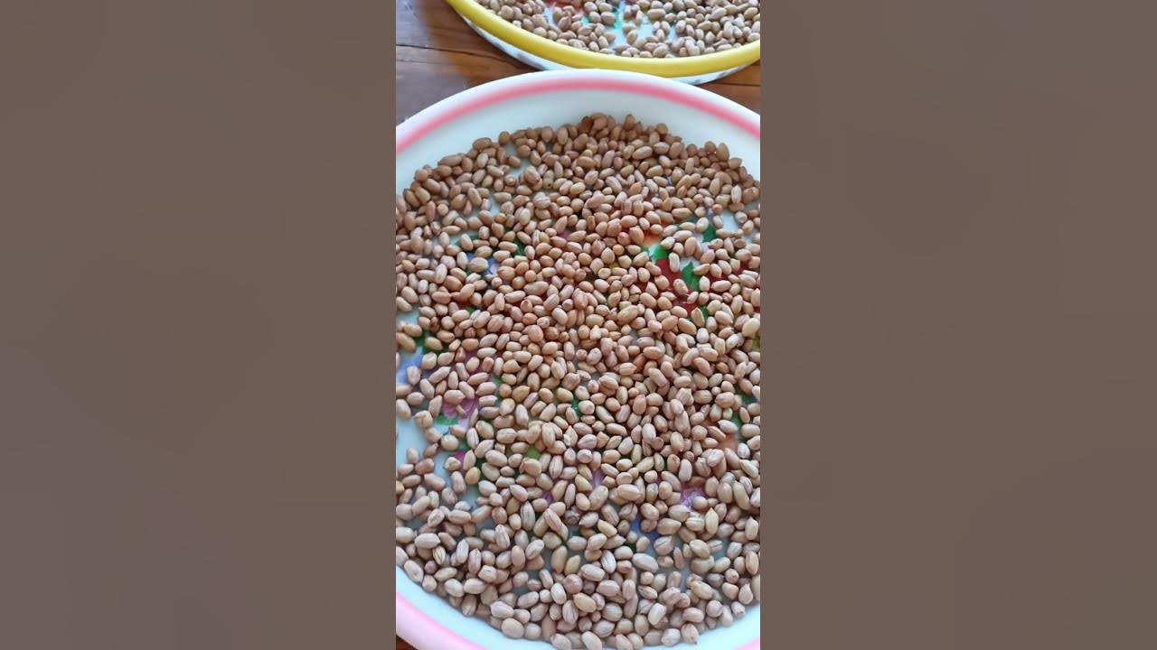 Buat kacang tanah asin khas Bali, mudah,sehat,hemat tidak perlu beli mahal @happypensiun#shorts Buat kacang tanah asin khas Bali, mudah,sehat,hemat tidak perlu beli mahal @happypensiun#shorts