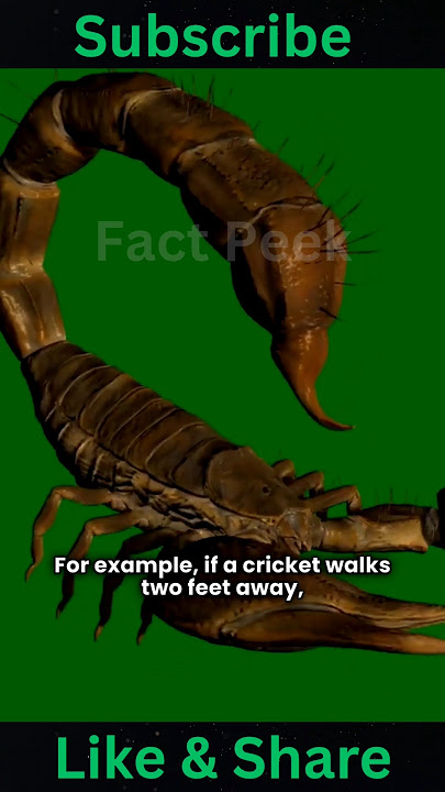 🌍🦂 தேள் விஷம் மற்றும் அதிர்வுகளை உணர்வதில் மாஸ்டர்! | Scorpion Facts: உயிரியல் ரகசியங்கள்! 🐍🔍