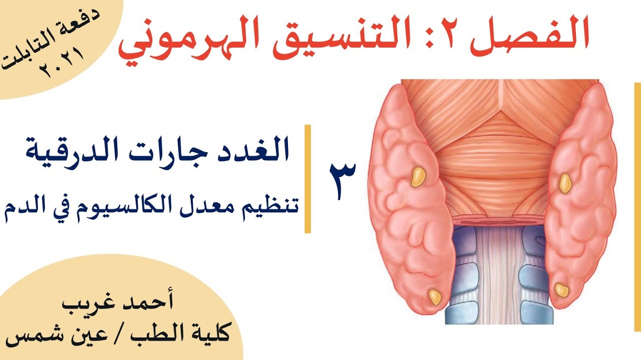 شرح الغدد جارات الدرقية وتنظيم نسبة الكالسيوم في الدم - الصف الثالث الثانوي - نظام جديد