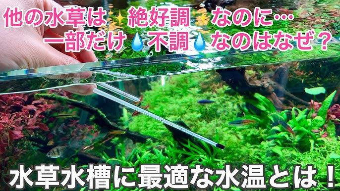 ２０１９年 最新版 水量に合わせてヒーターを選ぼう 水草水槽用ヒーターの正しい選び方 Youtube
