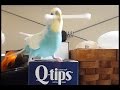 Budgie Tosses Q-Tips! Syrup the Budgie