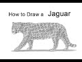 How to Draw a Jaguar