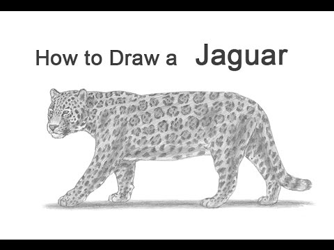 Video: Ako Nakresliť Jaguár