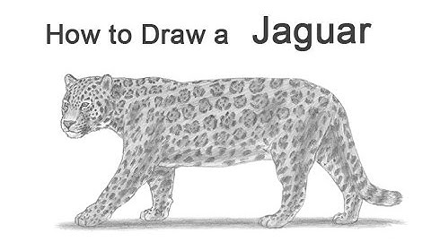 How to Draw a Jaguar