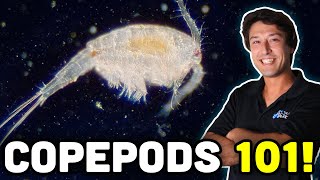 картинка: Веслоногие рачки 101: все, что ВАМ нужно знать о стручках!