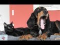 Two former stray cats are now Two former stray cats are now