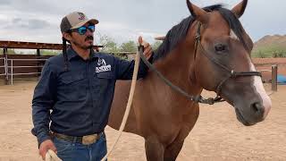 AZHT: How to Flex Your Horse