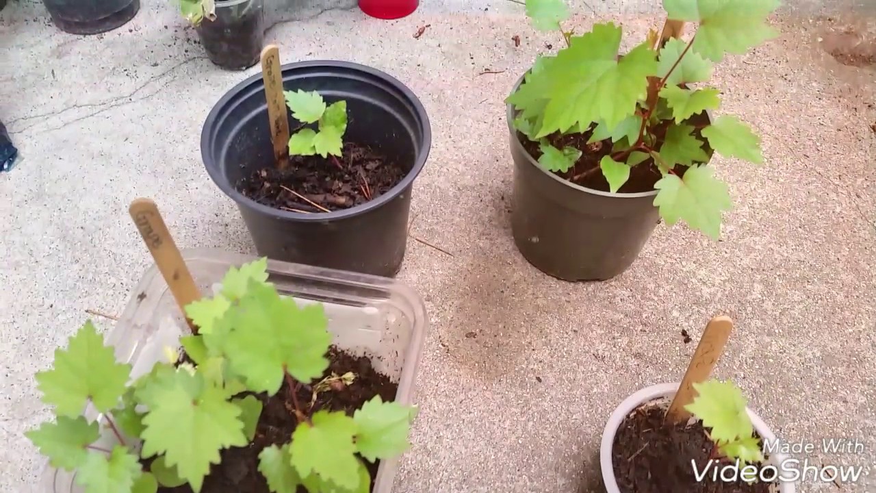 ぶどうを種から育てよう 3 2ヶ月後 Youtube